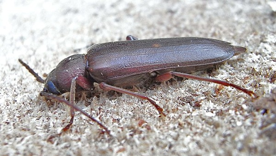 Arhopalus rusticus © <a href="//commons.wikimedia.org/wiki/User:Siga" title="User:Siga">Siga</a>