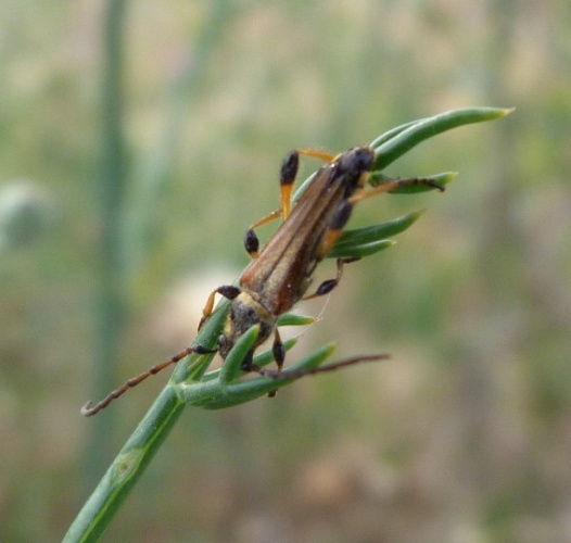 Stenopterus ater © <a href="//commons.wikimedia.org/wiki/User:Hinox" title="User:Hinox">Joan Carles Hinojosa Galisteo</a>