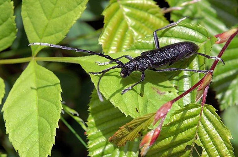 Cerambyx cerdo &copy; <div class="fn value">
<a href="//commons.wikimedia.org/wiki/User:Orchi" title="User:Orchi">Orchi</a>
</div>