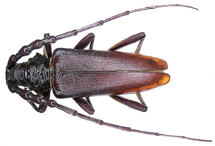 Cerambyx miles &copy; <a rel="nofollow" class="external text" href="https://www.flickr.com/people/30703260@N08">Udo Schmidt</a> from Deutschland