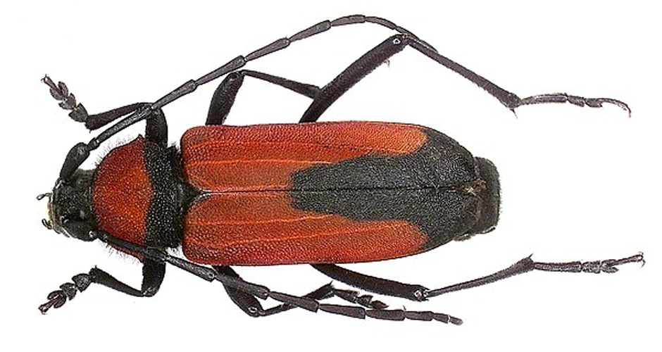 Purpuricenus budensis &copy; <a rel="nofollow" class="external text" href="https://www.flickr.com/people/30703260@N08">Udo Schmidt</a> from Deutschland