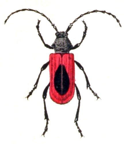 Purpuricenus kaehleri &copy; <bdi><a href="https://www.wikidata.org/wiki/Q18508143" class="extiw" title="d:Q18508143">Emil Hochdanz</a>
</bdi>