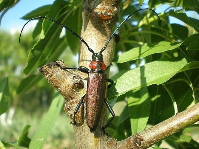 Musk beetle © <a href="//commons.wikimedia.org/wiki/User:Hinox" title="User:Hinox">Joan Carles Hinojosa Galisteo</a>