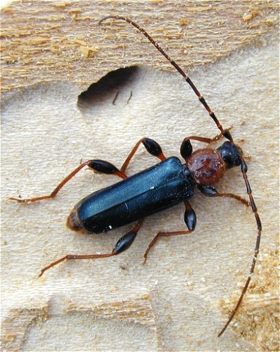  &copy; <a href="//commons.wikimedia.org/wiki/User:Gerhard_Elsner" title="User:Gerhard Elsner">User:Gerhard Elsner</a>