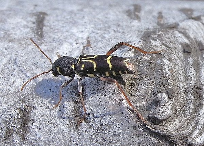 Xylotrechus antilope © <a href="//commons.wikimedia.org/wiki/User:Siga" title="User:Siga">Siga</a>