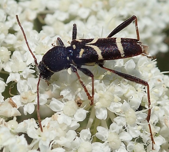 Clytus lama © <a href="//commons.wikimedia.org/wiki/User:Siga" title="User:Siga">Siga</a>