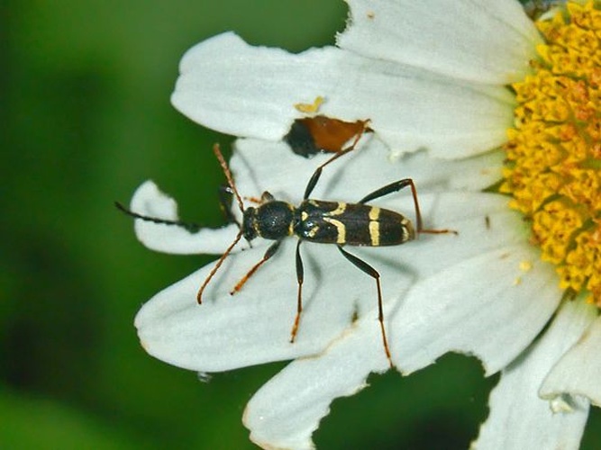 Clytus rhamni &copy; <a href="//commons.wikimedia.org/wiki/User:Hectonichus" title="User:Hectonichus">Hectonichus</a>