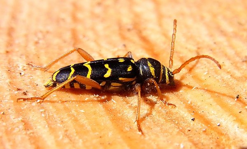 Plagionotus arcuatus © <a href="//commons.wikimedia.org/wiki/User:Siga" title="User:Siga">Siga</a>