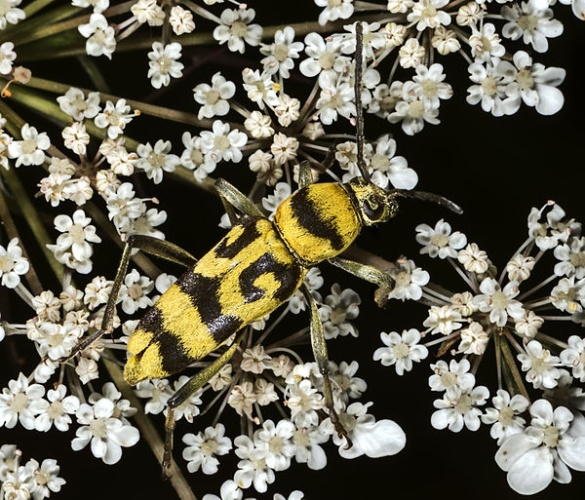 Chlorophorus varius © <div class="fn value">
<a href="//commons.wikimedia.org/wiki/User:Archaeodontosaurus" title="User:Archaeodontosaurus">Didier Descouens</a>
</div>