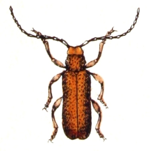 Anaesthetis testacea &copy; <bdi><a href="https://www.wikidata.org/wiki/Q18508143" class="extiw" title="d:Q18508143">Emil Hochdanz</a>
</bdi>