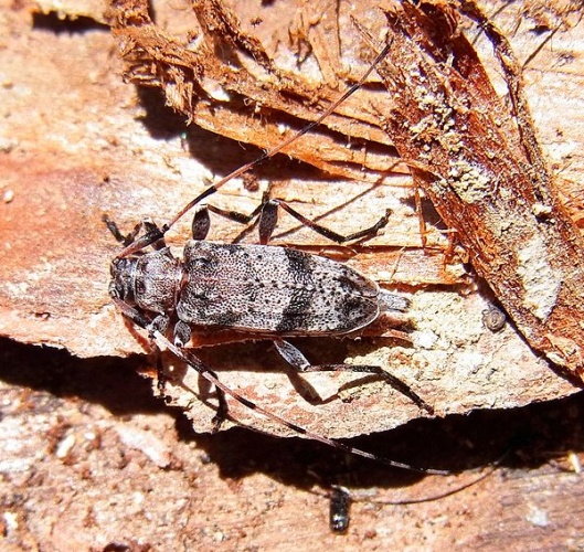 Acanthocinus griseus © <a href="//commons.wikimedia.org/wiki/User:Siga" title="User:Siga">Siga</a>