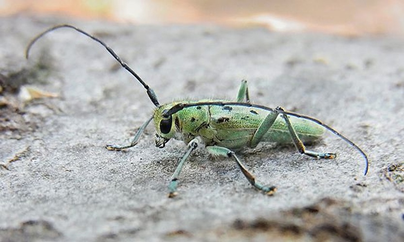 Saperda octopunctata © <a href="//commons.wikimedia.org/wiki/User:Siga" title="User:Siga">Siga</a>