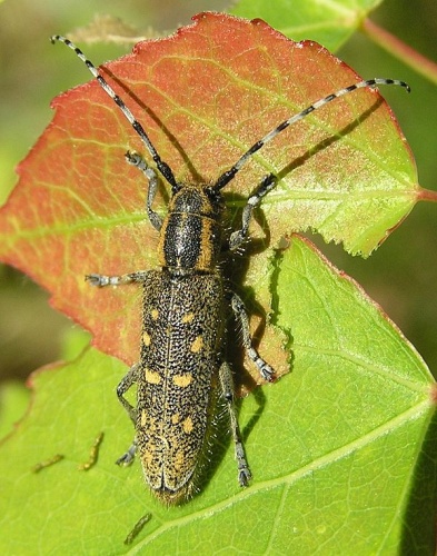 Saperda populnea &copy; 