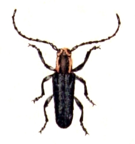 Stenostola ferrea &copy; <bdi><a href="https://www.wikidata.org/wiki/Q18508143" class="extiw" title="d:Q18508143">Emil Hochdanz</a>
</bdi>