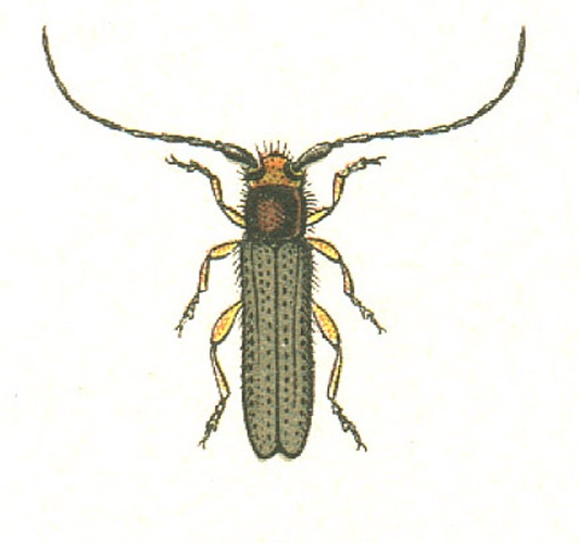 Oberea erythrocephala &copy; G.G. Yakobson