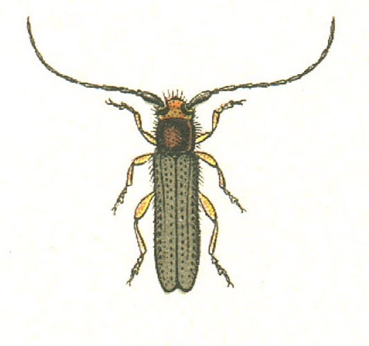 Oberea erythrocephala © G.G. Yakobson