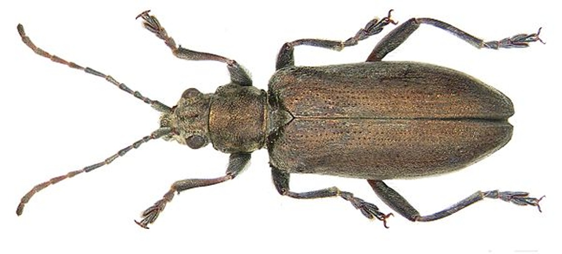 Donacia cinerea &copy; <a rel="nofollow" class="external text" href="https://www.flickr.com/people/30703260@N08">Udo Schmidt</a>