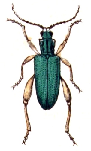 Donacia clavipes &copy; <bdi><a href="https://www.wikidata.org/wiki/Q18508143" class="extiw" title="d:Q18508143">Emil Hochdanz</a>
</bdi>