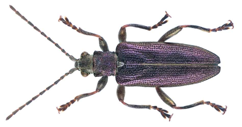 Donacia thalassina &copy; <a rel="nofollow" class="external text" href="https://www.flickr.com/people/30703260@N08">Udo Schmidt</a> from Deutschland