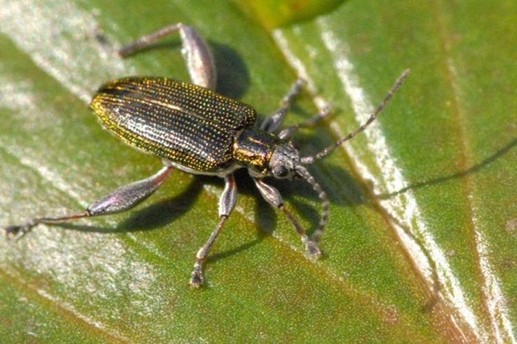 Donacia versicolorea &copy; James K. Lindsey