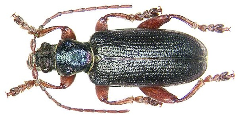 Plateumaris bracata © <a rel="nofollow" class="external text" href="https://www.flickr.com/people/30703260@N08">Udo Schmidt</a>