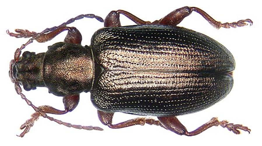 Plateumaris consimilis &copy; <a rel="nofollow" class="external text" href="https://www.flickr.com/people/30703260@N08">Udo Schmidt</a>