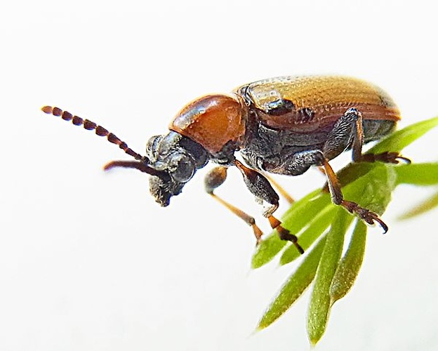 Crioceris paracenthesis &copy; <a href="//commons.wikimedia.org/wiki/User:Siga" title="User:Siga">Siga</a>