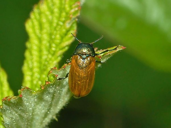 Labidostomis longimana &copy; <a href="//commons.wikimedia.org/wiki/User:Hectonichus" title="User:Hectonichus">Hectonichus</a>