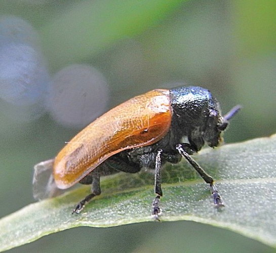 Labidostomis tridentata © <a href="//commons.wikimedia.org/wiki/User:Siga" title="User:Siga">Siga</a>