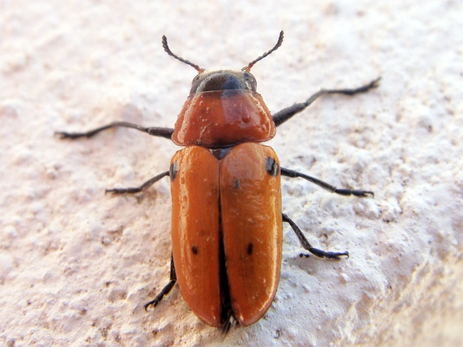 Tituboea biguttata © <a rel="nofollow" class="external text" href="https://www.flickr.com/photos/joaocoelho/">J. Coelho</a>