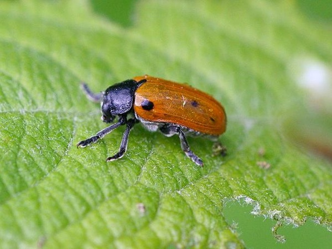 Clytra quadripunctata &copy; Kristian Peters -- <a href="//commons.wikimedia.org/wiki/User:Fabelfroh" title="User:Fabelfroh">Fabelfroh</a> 08:34, 12 August 2007 (UTC)