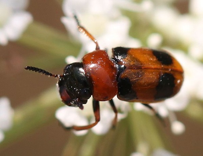 Coptocephala unifasciata &copy; <a href="//commons.wikimedia.org/w/index.php?title=User:Slimguy&amp;action=edit&amp;redlink=1" class="new" title="User:Slimguy (page does not exist)">Slimguy</a>