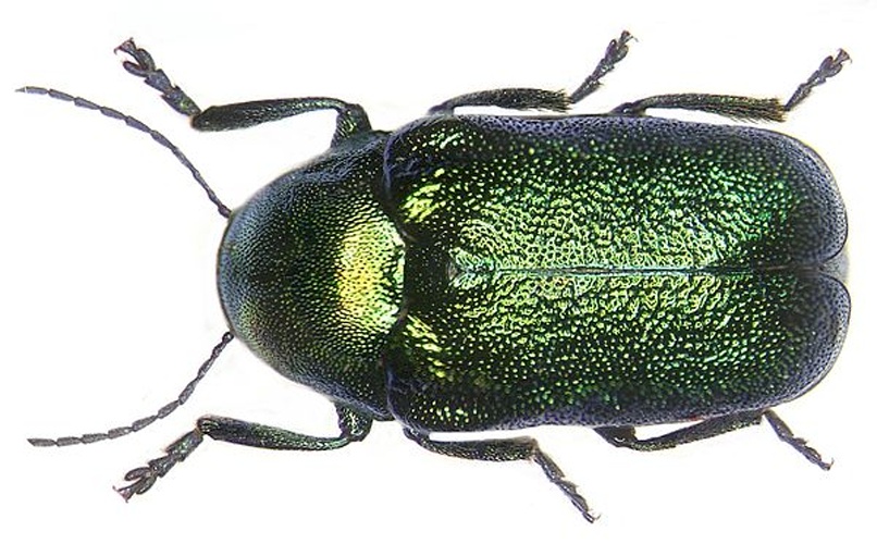 Cryptocephalus aureolus &copy; <a rel="nofollow" class="external text" href="https://www.flickr.com/people/30703260@N08">Udo Schmidt</a>