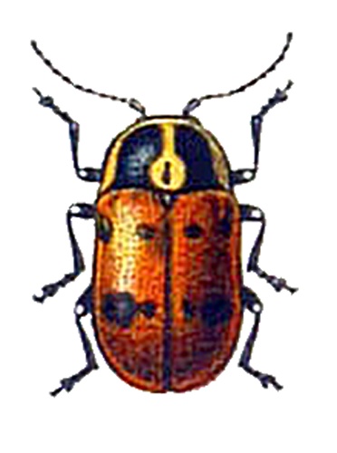 Cryptocephalus octopunctatus &copy; <bdi><a href="https://en.wikipedia.org/wiki/en:Edmund_Reitter" class="extiw" title="w:en:Edmund Reitter">Edmund Reitter</a>
</bdi>