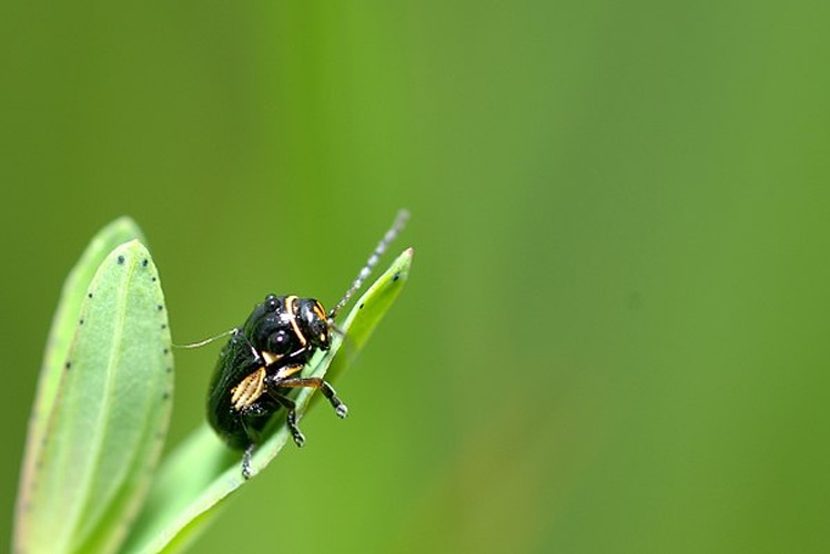 Cryptocephalus moraei &copy; <a rel="nofollow" class="external text" href="https://www.flickr.com/photos/9082612@N05">Gilles San Martin</a>