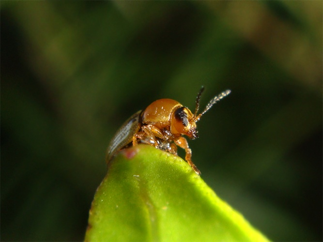 Cryptocephalus fulvus &copy; <a rel="nofollow" class="external text" href="https://www.flickr.com/photos/joaocoelho/">JCoelho</a>