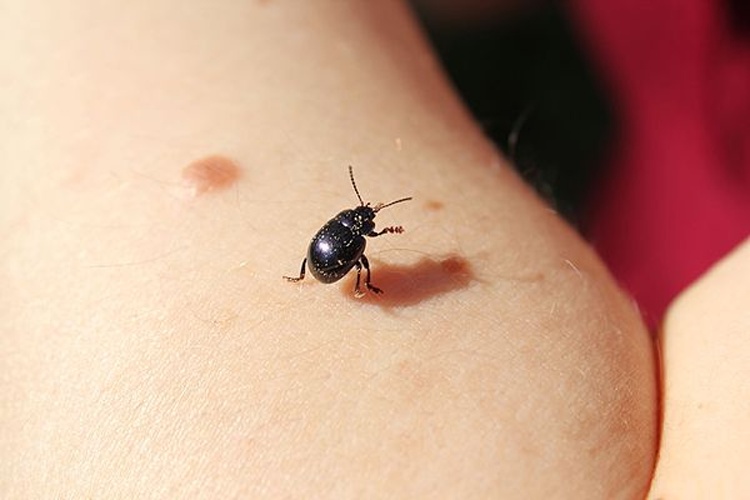 Timarcha goettingensis © <a href="//commons.wikimedia.org/w/index.php?title=User:Mbdtsmo&amp;action=edit&amp;redlink=1" class="new" title="User:Mbdtsmo (page does not exist)">Mbdtsmo</a>