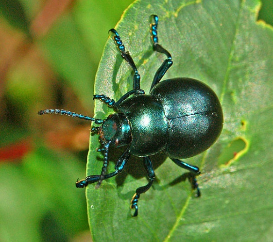 Bloody-nosed beetle © <a href="//commons.wikimedia.org/wiki/User:Hectonichus" title="User:Hectonichus">Hectonichus</a>