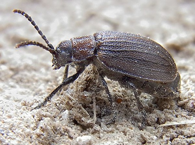 Galeruca pomonae © <a href="//commons.wikimedia.org/wiki/User:Siga" title="User:Siga">Siga</a>