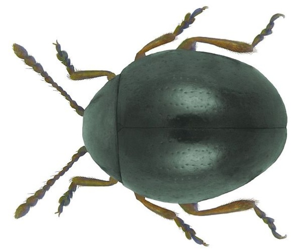 Mniophila muscorum &copy; <a rel="nofollow" class="external text" href="https://www.flickr.com/people/30703260@N08">Udo Schmidt</a>