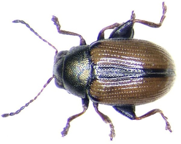 Chaetocnema conducta &copy; <a rel="nofollow" class="external text" href="https://www.flickr.com/people/30703260@N08">Udo Schmidt</a>