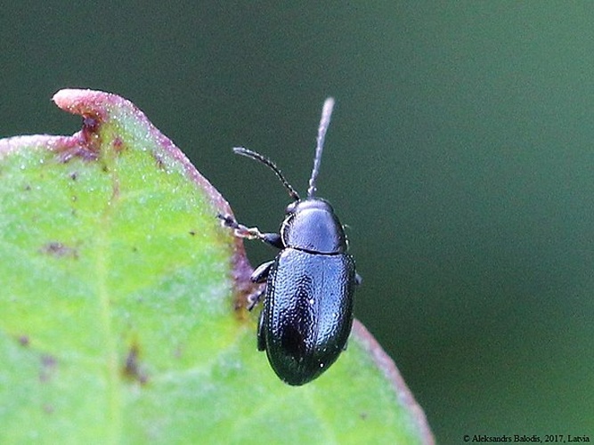 Chaetocnema subcoerulea &copy; <a href="//commons.wikimedia.org/wiki/User:AfroBrazilian" title="User:AfroBrazilian">AfroBrazilian</a>