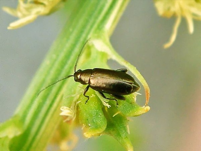 Phyllotreta procera © <a rel="nofollow" class="external text" href="https://www.flickr.com/photos/joaocoelho/">J. Coelho</a>