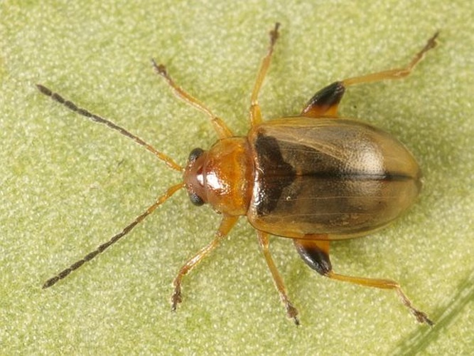 Aphthona lutescens © <table style="width:100%; border:1px solid #aaa; background:#efd; text-align:center"><tbody><tr>
<td>
<a href="//commons.wikimedia.org/wiki/File:Aspitates_ochrearia.jpg" class="image"><img alt="Aspitates ochrearia.jpg" src="https://upload.wikimedia.org/wikipedia/commons/thumb/b/bc/Aspitates_ochrearia.jpg/55px-Aspitates_ochrearia.jpg" decoding="async" width="55" height="41" srcset="https://upload.wikimedia.org/wikipedia/commons/thumb/b/bc/Aspitates_ochrearia.jpg/83px-Aspitates_ochrearia.jpg 1.5x, https://upload.wikimedia.org/wikipedia/commons/thumb/b/bc/Aspitates_ochrearia.jpg/110px-Aspitates_ochrearia.jpg 2x" data-file-width="800" data-file-height="600"></a>
</td>
<td>This image is created by user <a rel="nofollow" class="external text" href="http://waarneming.nl/user/photos/5009">Wim Rubers</a> at <a rel="nofollow" class="external text" href="http://waarneming.nl/">waarneming.nl</a>, a source of nature observations in the Netherlands.
</td>
</tr></tbody></table>