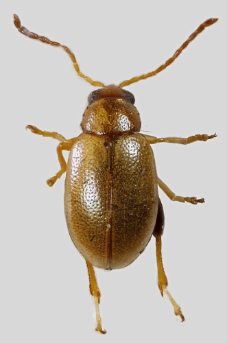 Longitarsus ballotae &copy; <a rel="nofollow" class="external text" href="https://www.flickr.com/people/130093583@N04">Janet Graham</a>