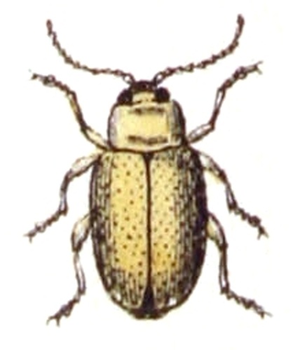 Longitarsus pratensis © <bdi><a href="https://www.wikidata.org/wiki/Q18508143" class="extiw" title="d:Q18508143">Emil Hochdanz</a>
</bdi>