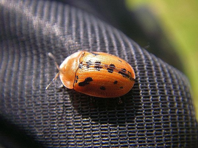 Cassida murraea &copy; <table style="width:100%; border:1px solid #aaa; background:#efd; text-align:center"><tbody><tr>
<td>
<a href="//commons.wikimedia.org/wiki/File:Micropterix_calthella1.jpg" class="image"><img alt="Micropterix calthella1.jpg" src="https://upload.wikimedia.org/wikipedia/commons/thumb/3/33/Micropterix_calthella1.jpg/55px-Micropterix_calthella1.jpg" decoding="async" width="55" height="38" srcset="https://upload.wikimedia.org/wikipedia/commons/thumb/3/33/Micropterix_calthella1.jpg/83px-Micropterix_calthella1.jpg 1.5x, https://upload.wikimedia.org/wikipedia/commons/thumb/3/33/Micropterix_calthella1.jpg/110px-Micropterix_calthella1.jpg 2x" data-file-width="800" data-file-height="552"></a>
</td>
<td>This image is created by user <a rel="nofollow" class="external text" href="http://waarnemingen.be/user/photos/40330">Tim Adriaens</a> at <a rel="nofollow" class="external text" href="http://waarnemingen.be/">waarnemingen.be</a>, a source of nature observations in Belgium.
</td>
</tr></tbody></tabl