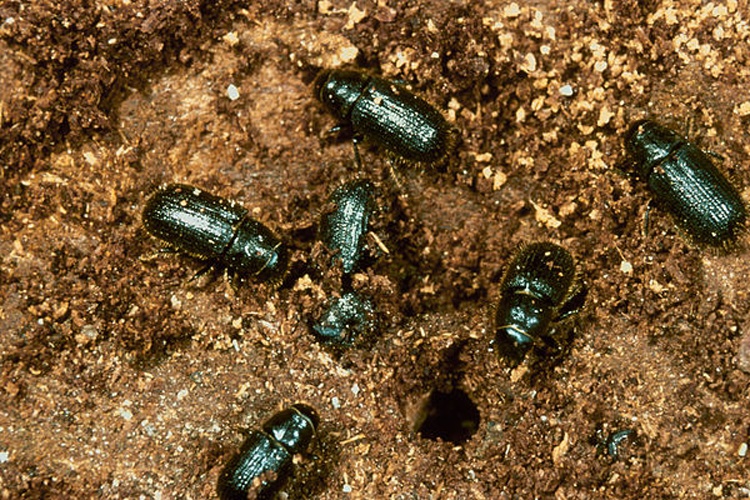 Dendroctonus micans &copy; Jacques Regad, Département de la Santé des Forêts, France
