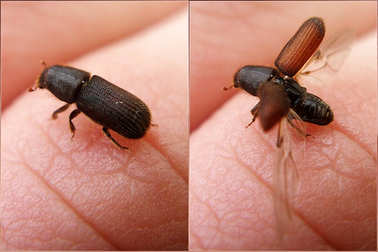 Hylurgus ligniperda &copy; <a rel="nofollow" class="external text" href="https://www.flickr.com/people/31719561@N05">João Coelho</a>