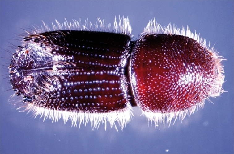 Ips sexdentatus &copy; Sergio López and Arturo Goldarazena